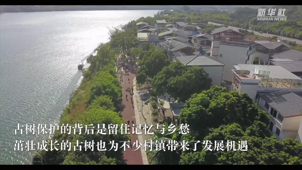 守護“活文物” 留住歷史與鄉愁