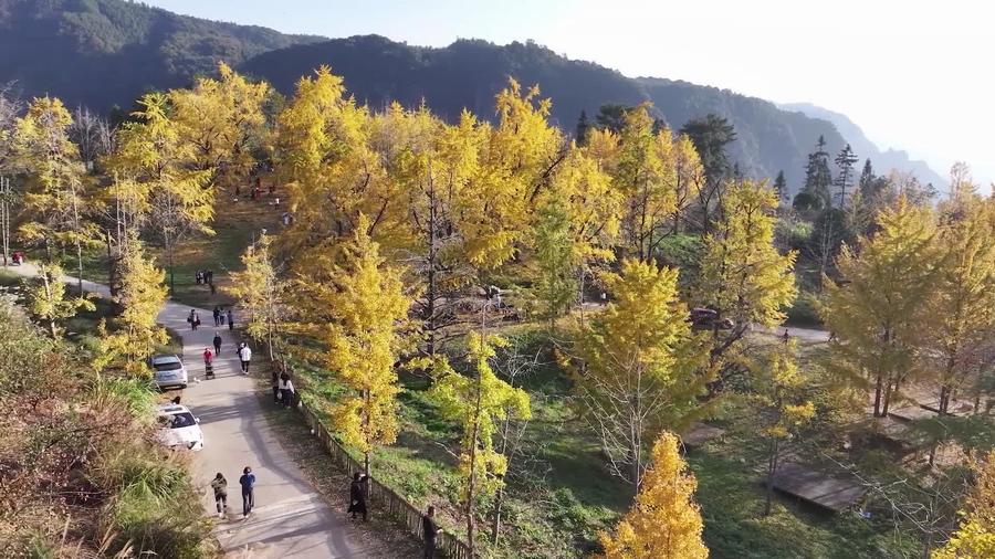 廣西靈川:近百萬株銀杏迎來最佳觀賞期