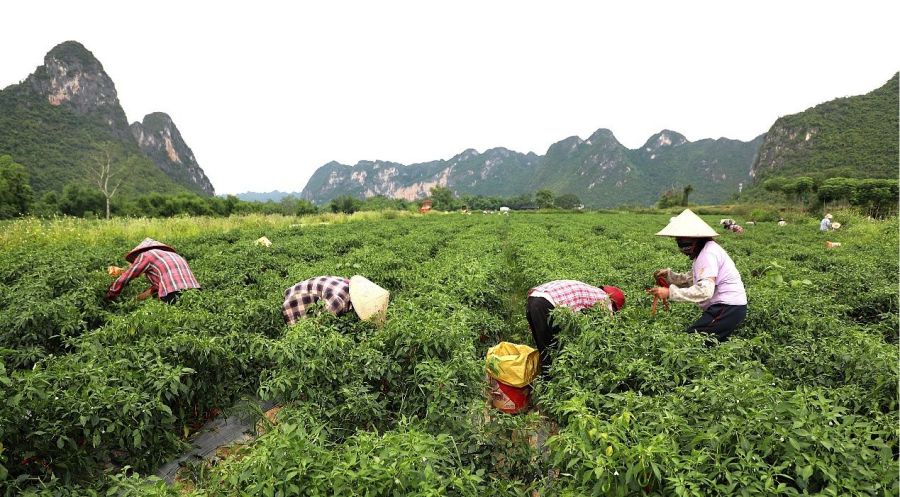 龍州：辣椒豐收“錢”景闊 奏響致富“椒”響曲