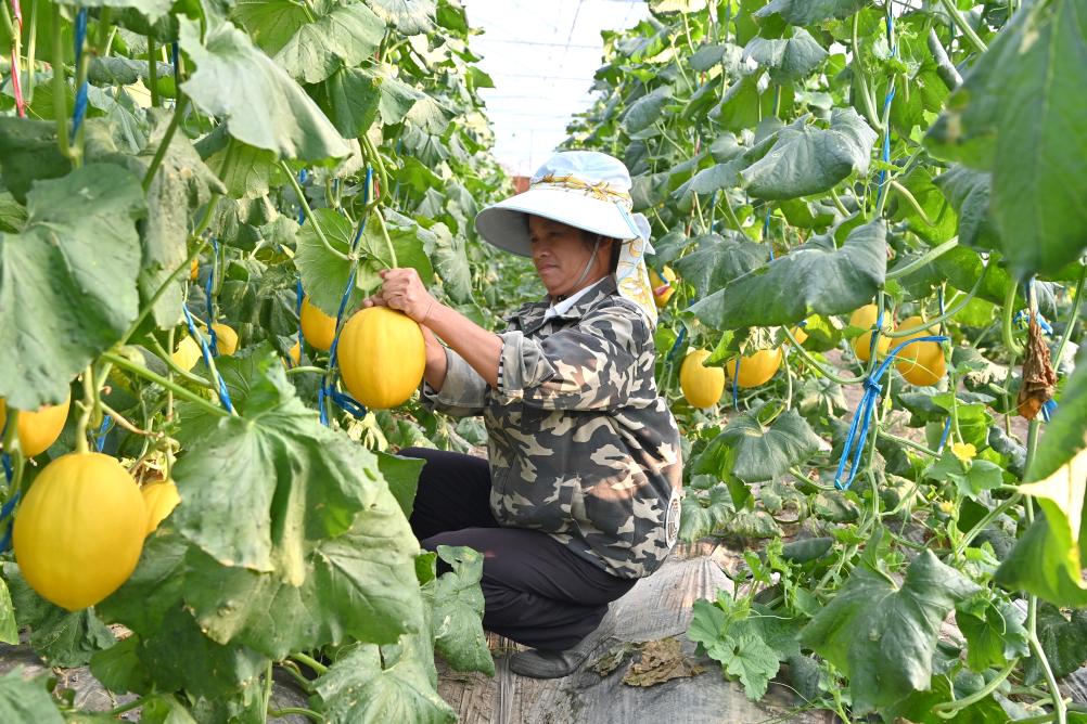 設施農業結碩果