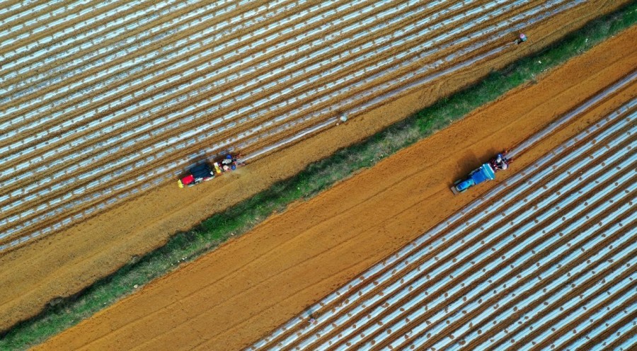 廣西扶綏：秋冬種植忙