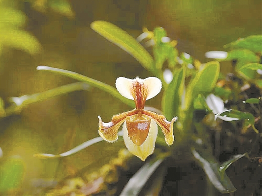 瀕危物種紫毛兜蘭在廣西花坪保護區重現