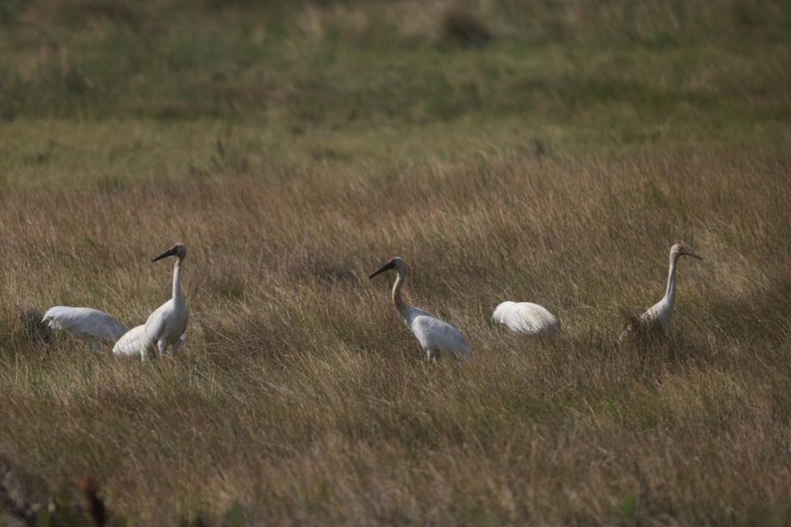 山口紅樹林保護區發現國家一級重點保護鳥類白鶴
