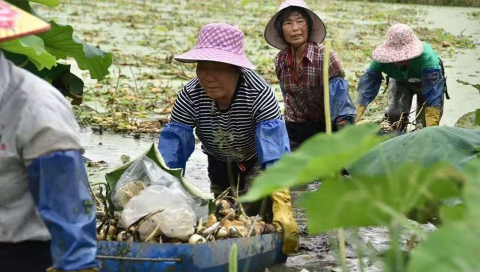 柳江區供銷社：“一站式”服務便民又惠民