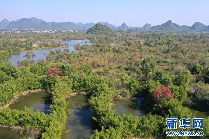 綠動廣西 | 在這一片秀美的喀斯特濕地，鷺影翩躚