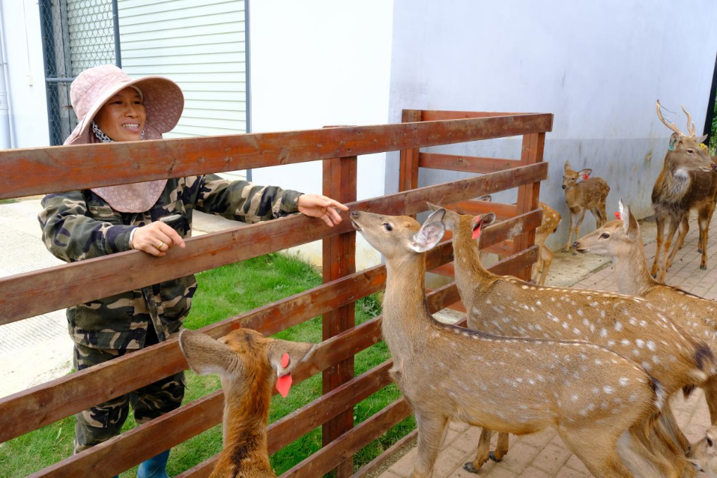 綠海生金 廣西探索林下經濟新實踐