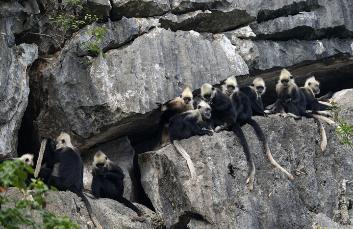 綠動廣西 | 與“石山精靈”的守望相約