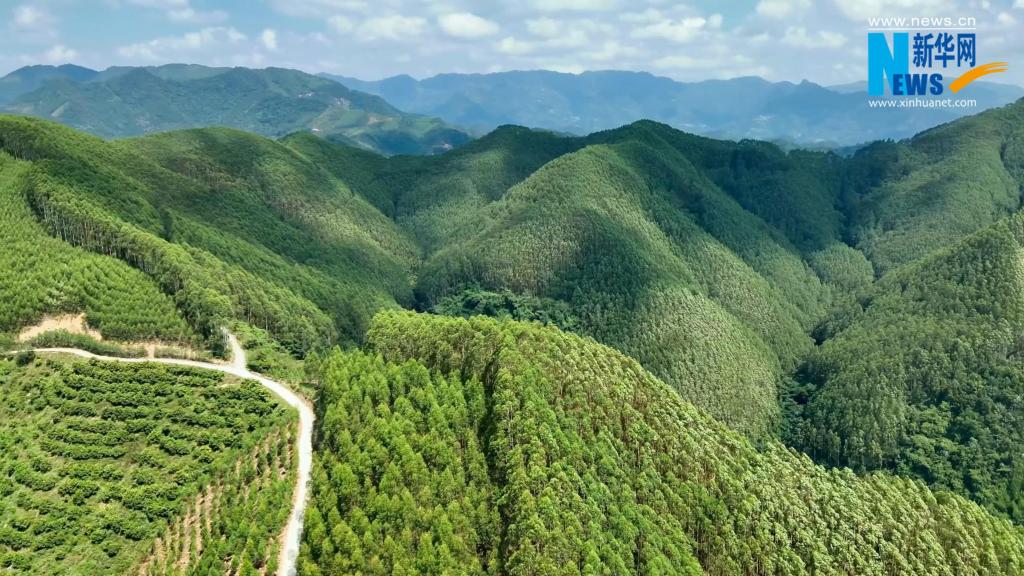 林場巡禮｜廣西國有欽廉林場：林海藏“香”傳古韻 點“綠”成“金”興產業