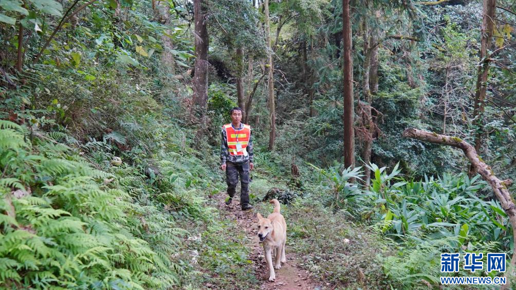 綠動廣西｜兩代護林員的綠色守望與傳承